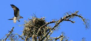 Arriving - an Osprey by Drew Fagan