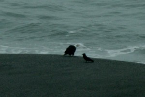 Bald Eagle and a Common Raven by Zac Rudy