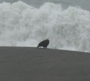 Bald Eagle watches a wave at Jenner by Zak Rudy