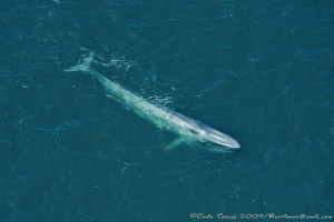 Blue Whale  by Craig Tooley