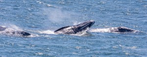 Breaching Gray Whales by Paul Brewer