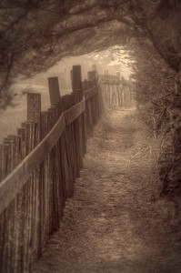 Dune Drift Trail at The Sea Ranch by Paul Kozal