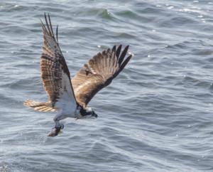 Getting airborn - an Osprey with a fish by Paul Brewer