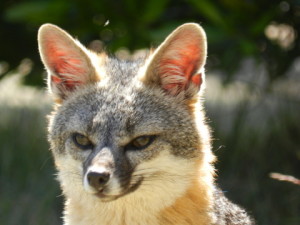 Gray Fox by Jan de Vries