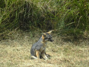 Gray Fox has an itch by Jan de Vries