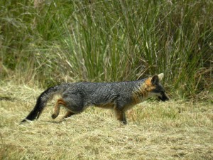 Gray Fox on the move by Jan de Vries