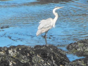 Great Blue Heron by Rozann Grunig (Medium)