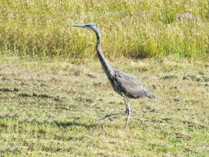 Great Blue Heron on the hunt by Rob Diefenbach