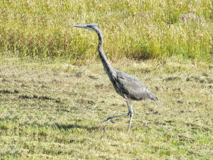 Great Blue Heron on the hunt by Rob Diefenbach