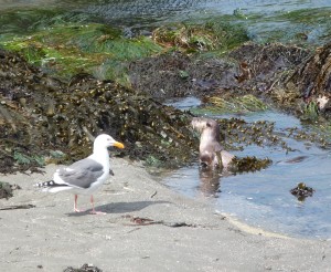 Gull and River Otter exchanging glances by Gary Hopkins