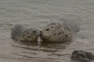 Harbor Seal pup nuzzling its mom by Craig Tooley