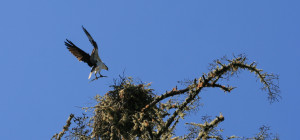 Home Improvement - an Osprey with branch by Drew Fagan