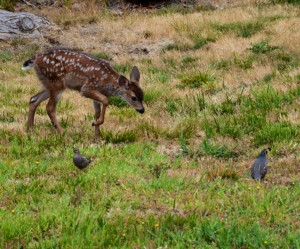 One of the first Fawns and two Quail by Clay Yale