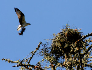 Osprey arrives with kelp to line the nest by Drew Fagan