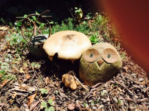 Prince mushroom nestled between two ornamental Owls by Diane Hichwa