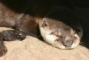 River Otter sleeping in the sun by Nan Brichetto (Large)