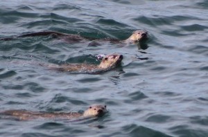 River Otters by Steve Coffey-Smith