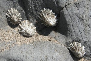 Rough Limpets by Larry Riddle (Small)