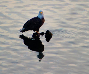 A Bald Eagle on a snag in the Gualala River by Phil Wendt