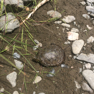 A Western Pond Turtle by Will Ericson