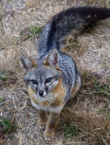 A handsome Gray Fox by Christine Gilbert