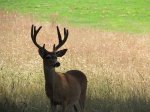 A handsome four-point Buck by Harm Wilkinson