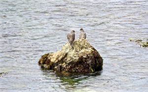 An adult Peregrine Falcon with its chick by Rich Kuehn