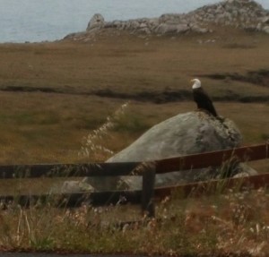 Bald Eagle near Stewart's Point by Kris Rose