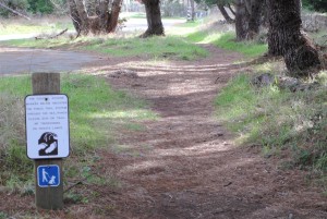 Beginning of Salal Trail by Jeanne Jackson (Medium)