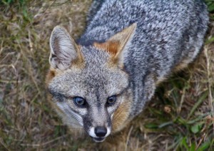 Close-up of a Gray Fox by Christine Gilbert