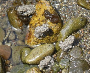 Four tiny newly-hatched Western toads by Peggy Berryhill