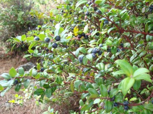 Huckleberries by Jeanne Jackson (Large)