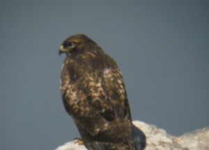 Juvenile Peregrine Falcon rests on a rock by Linda Bostwick