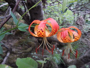 Leopard Lilies by Peter Baye