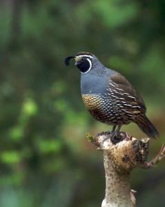 Male Quail by Tom Eckles