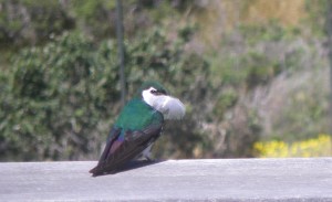 Male Violet-green Swallow with a feather by Linda Bostwick