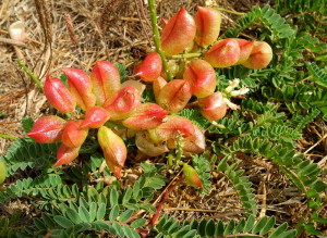 Nuttall's Milkvetch, Astragulus nuttallii,var. virgatus by Mary Sue Ittner