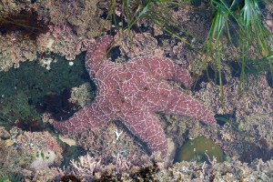 Ochre Sea Star by Allen Vinson