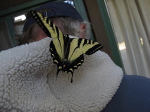 Pale Swallowtail hitches on ride on Ken Bailey's hood by Wendy Bailey