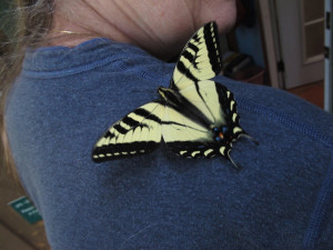Pale Swallowtail then flys to Wendy Bailey's back by Ken Bailey