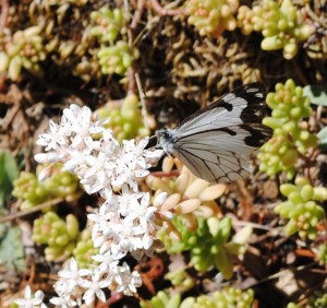 Pine White Butterfly by Jeanne (Medium)