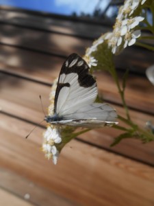 Pine White Butterfly by Karen Tracy