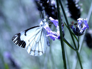 Pine White Butterfly on Lavender Blossoms by Drew Fagan