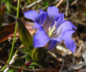 Pleated Gentian, Gentiana affinis, var. ovata by Mary Sue Ittner