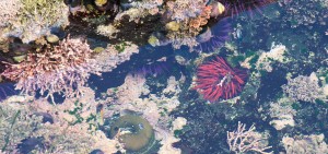 Rare Red Sea Urchin with Purple Sea Urchins and an Anemone by Allen Vinson