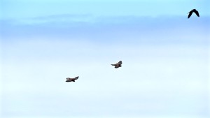 Three Peregrine Falcons overhead by Rich Kuehn