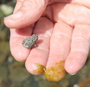 Tiny Western toad by Peggy Berryhill