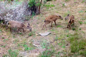 Triplet fawns by Tom Eckles