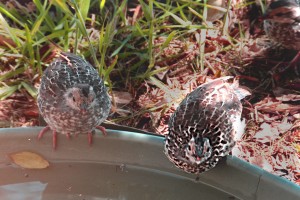 Two California Quail chicks by Clay Yale