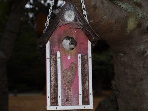 Violet-green swallows peers out of the birdhouse by Jeff Watts